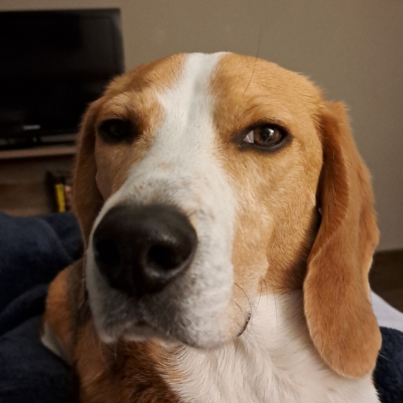 beaglemum87